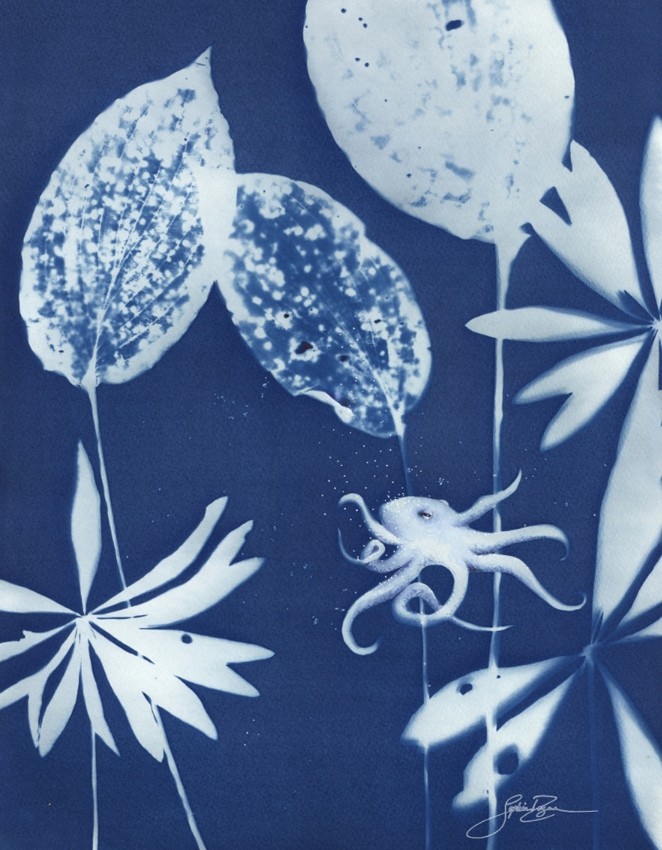 Le sanctuaire de la pieuvre, de l'artiste Sophie Rozenn Boucher, Medium Cyanotype et aquarelle sur papier de coton, marouflé sur bois, Création unique, Format de l'oeuvre : 14 x 11 pouces de largeur