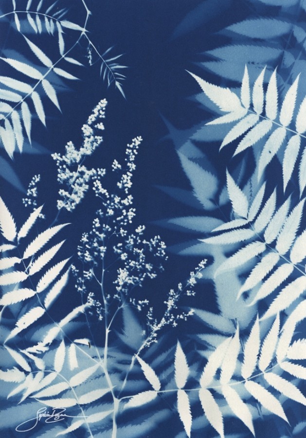 Abondance (Série Sorbaria) (t.encadré), de l'artiste Sophie Rozenn Boucher, Medium Cyanotype sur papier aquarelle, Cadre blanc, moulure et passe-partout, Création unique, Format de l'oeuvre : 16 x 12 pouces de largeur