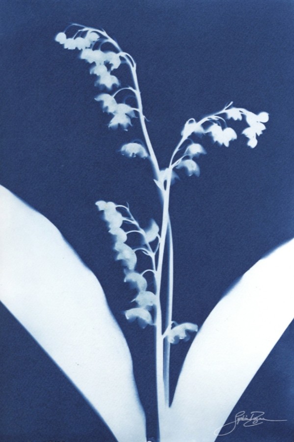 L'arrivée du printemps (Série Muguet) (t.encadré), de l'artiste Sophie Rozenn Boucher, Medium Cyanotype et aquarelle sur papier de coton, Cadre blanc, moulure et passe-partout, Création unique, Format de l'oeuvre : 7 x 5 pouces de largeur