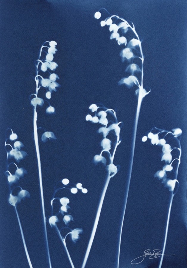 Les clochettes (Série Muguet) (t.encadré), de l'artiste Sophie Rozenn Boucher, Medium Cyanotype et aquarelle sur papier de coton, Cadre blanc, moulure et passe-partout, Création unique, Format de l'oeuvre : 7 x 5 pouces de largeur