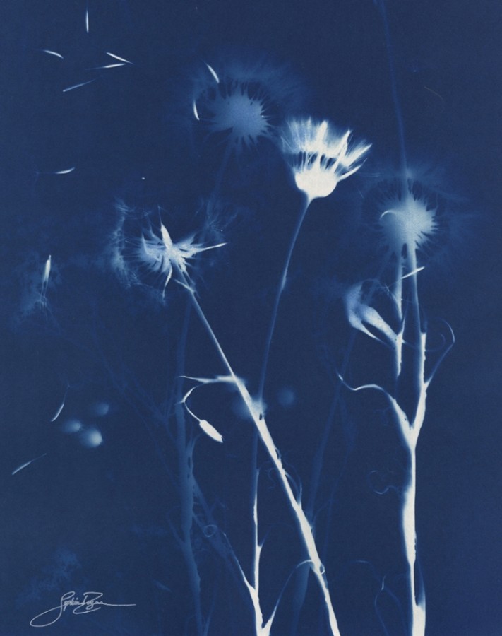 Murmure (Série Fleurs des champs) (t.encadré), de l'artiste Sophie Rozenn Boucher, Medium Cyanotype sur papier aquarelle, Cadre blanc, moulure et passe-partout, Création unique, Format de l'oeuvre : 14 x 11 pouces de largeur