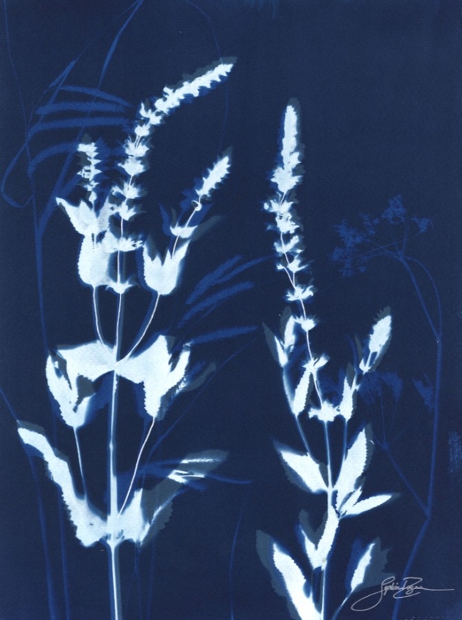 Regards croisés (Série Fleurs des champs) (t.encadré), de l'artiste Sophie Rozenn Boucher, Medium Cyanotype et prosca sur papier aquarelle, Cadre blanc, moulure et passe-partout, Création unique, Format de l'oeuvre : 12 x 9 pouces de largeur