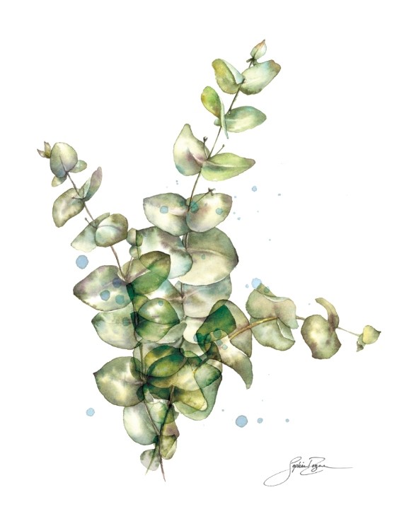 Affiche, --- Eucalyptus ---, de l'artiste Sophie Rozenn Boucher, dimension : 10 x 8 pouces de largeur, affiche prête à être encadrée