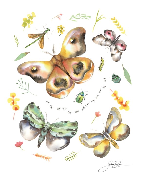 Affiche, --- Insectes ---, de l'artiste Sophie Rozenn Boucher, dimension : 10 x 8 pouces de largeur, affiche prête à être encadrée