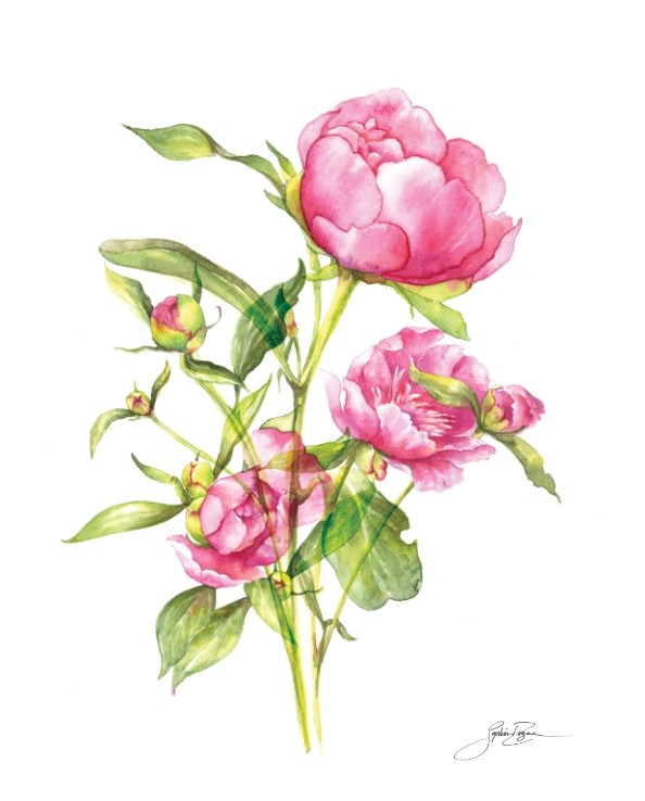 Affiche, --- Pivoines ---, de l'artiste Sophie Rozenn Boucher, dimension : 10 x 8 pouces de largeur, affiche prête à être encadrée