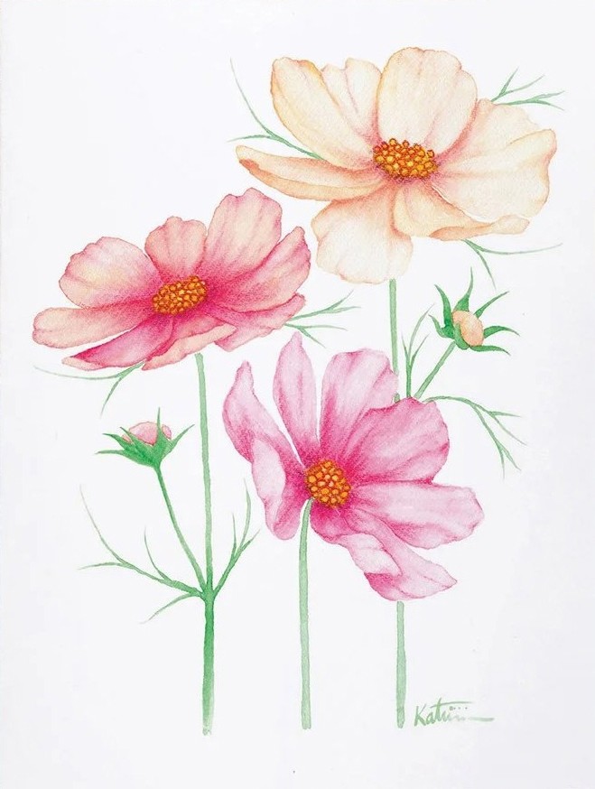 Carte de souhaits 5x4 po, -- Fleurs de cosmos --, de l'artiste Katrinn Pelletier, dimension : 5.5 x 4.25 pouces largeur, sans texte, avec enveloppe  Vous pouvez inscrire votre message à l'intérieur.  Carte vendue à l'unité