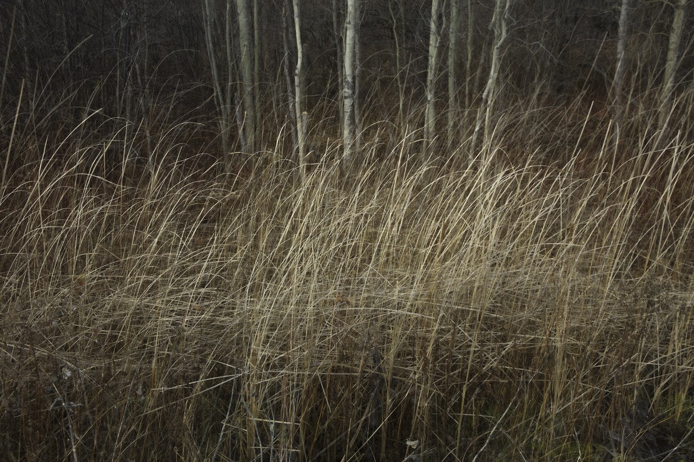 Déambulation, no 1, (p. encadrée), de l'artiste Ivan Binet, Photographie : Jet d'encre sur papier fibre, dimension : 20 x 27 po