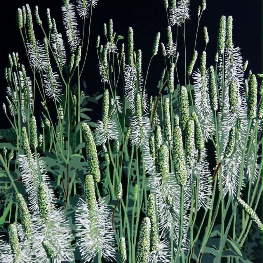Jardins sauvages VII, de l'artiste Elyse Turbide, Acrylique sur toile, Dimension : 40 x 40 pouces de largeur