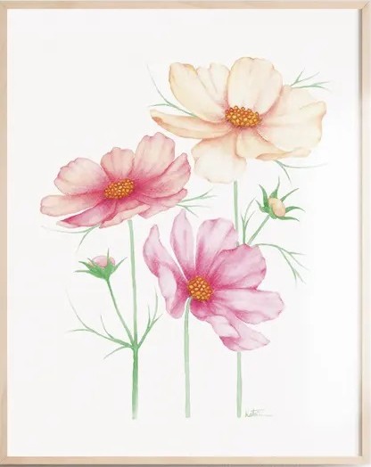 Affiche, -- Fleurs de cosmos --, de l'artiste Katrinn Pelletier, Illustration, aquarelle, crayons de couleur, ..., dimension : 16 x 12 de largeur