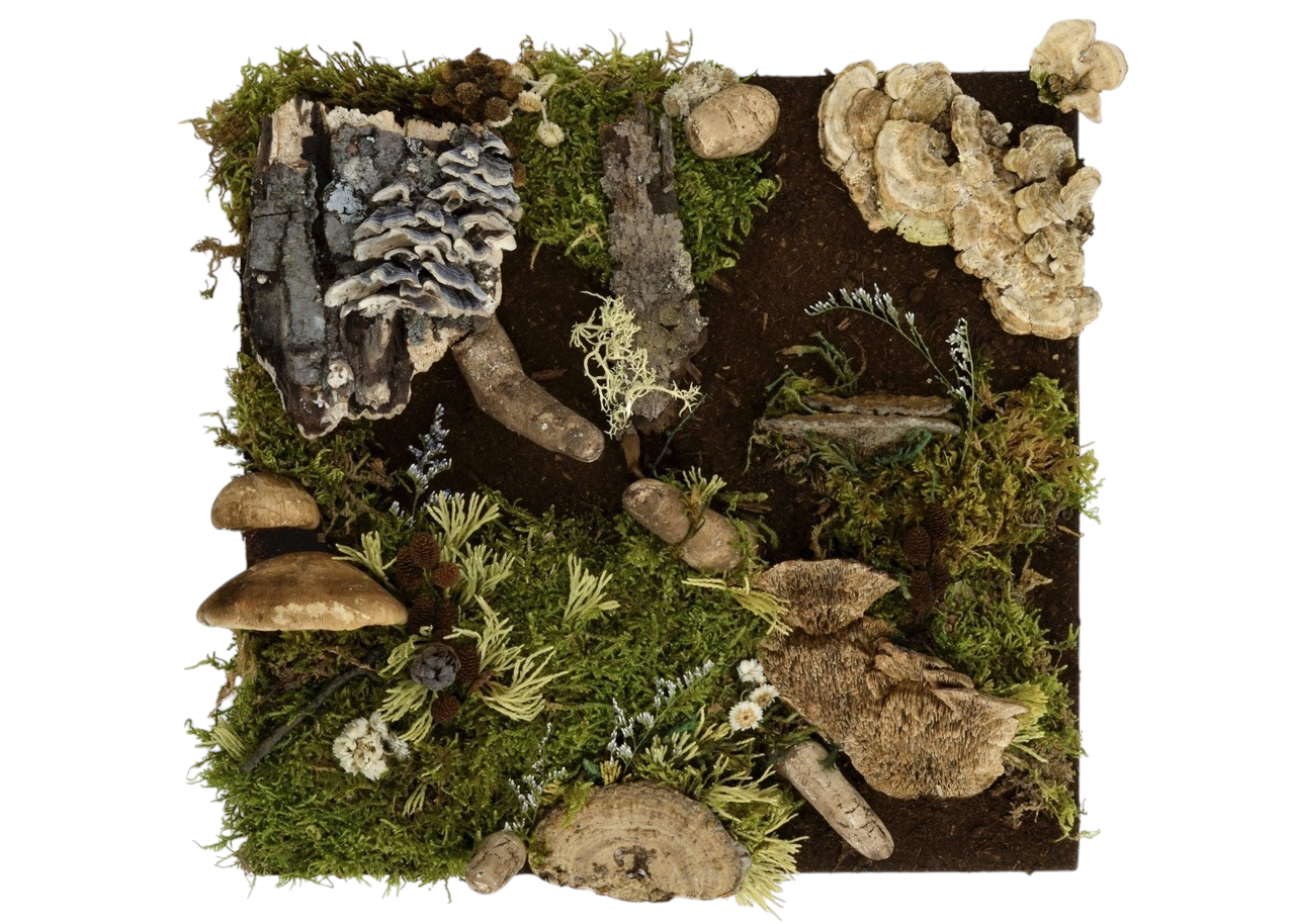 Fragment symbiotique, de l'artiste Raphaëlle Bitar, Sculpture, Plâtre, bois et végétaux divers, dimension : 11 x 11 x 3 pouces