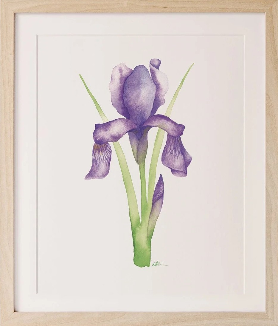 Affiche, -- Iris --, de l'artiste Katrinn Pelletier, Illustration, aquarelle, crayons de couleur, ..., dimension : 10 x 8 po de largeur