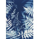 Abondance (Série Sorbaria) (t.encadré), de l'artiste Sophie Rozenn Boucher, Medium Cyanotype sur papier aquarelle, Cadre blanc, moulure et passe-partout, Création unique, Format de l'oeuvre : 16 x 12 pouces de largeur