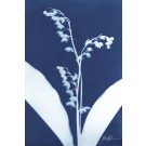 L'arrivée du printemps (Série Muguet) (t.encadré), de l'artiste Sophie Rozenn Boucher, Medium Cyanotype et aquarelle sur papier de coton, Cadre blanc, moulure et passe-partout, Création unique, Format de l'oeuvre : 7 x 5 pouces de largeur