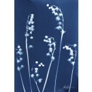 Les clochettes (Série Muguet) (t.encadré), de l'artiste Sophie Rozenn Boucher, Medium Cyanotype et aquarelle sur papier de coton, Cadre blanc, moulure et passe-partout, Création unique, Format de l'oeuvre : 7 x 5 pouces de largeur