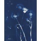 Murmure (Série Fleurs des champs) (t.encadré), de l'artiste Sophie Rozenn Boucher, Medium Cyanotype sur papier aquarelle, Cadre blanc, moulure et passe-partout, Création unique, Format de l'oeuvre : 14 x 11 pouces de largeur
