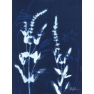Regards croisés (Série Fleurs des champs) (t.encadré), de l'artiste Sophie Rozenn Boucher, Medium Cyanotype et prosca sur papier aquarelle, Cadre blanc, moulure et passe-partout, Création unique, Format de l'oeuvre : 12 x 9 pouces de largeur