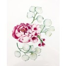 Affiche, Fleur pivoine Eucalyptus, de l'artiste Katrinn Pelletier, dimension : 10 x 8 po de largeur