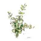 Affiche, --- Eucalyptus ---, de l'artiste Sophie Rozenn Boucher, dimension : 10 x 8 pouces de largeur, affiche prête à être encadrée