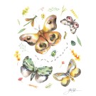Affiche, --- Insectes ---, de l'artiste Sophie Rozenn Boucher, dimension : 10 x 8 pouces de largeur, affiche prête à être encadrée