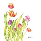 Affiche, --- Tulipes ---, de l'artiste Sophie Rozenn Boucher, dimension : 10 x 8 pouces de largeur, affiche prête à être encadrée
