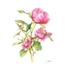 Affiche, --- Pivoines ---, de l'artiste Sophie Rozenn Boucher, dimension : 10 x 8 pouces de largeur, affiche prête à être encadrée