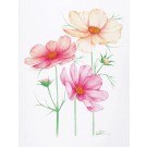 Carte de souhaits 5x4 po, -- Fleurs de cosmos --, de l'artiste Katrinn Pelletier, dimension : 5.5 x 4.25 pouces largeur, sans texte, avec enveloppe Vous pouvez inscrire votre message à l'intérieur. Carte vendue à l'unité