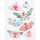 Carte de souhaits 5x4 po, -- Papillons colorés --, de l'artiste Katrinn Pelletier, dimension : 5.5 x 4.25 pouces largeur, sans texte, avec enveloppe  Vous pouvez inscrire votre message à l'intérieur.  Carte vendue à l'unité