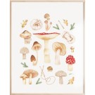 Affiche, -- Champignons sauvages --, de l'artiste Katrinn Pelletier, Illustration, aquarelle, crayons de couleur, ..., dimension : 16 x 12 de largeur