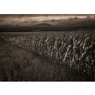 Déambulation, no 3, (p. encadrée), de l'artiste Ivan Binet, Photographie : Jet d'encre sur papier fibre, dimension : 20 x 27 po