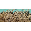 Jardins sauvages LI (triptyque), de l'artiste Elyse Turbide, Acrylique sur toile, Dimension : 24 x 56 pouces de largeur