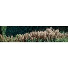 Jardins sauvages XLVI, de l'artiste Elyse Turbide, Acrylique sur toile, Dimension : 18 x 72 pouces de largeur