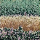Jardins sauvages XXXVI, de l'artiste Elyse Turbide, Acrylique sur toile, Dimension : 36 x 36 pouces de largeur