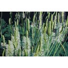 Jardins sauvages VI, de l'artiste Elyse Turbide, Acrylique sur toile, Dimension : 36 x 54 pouces de largeur