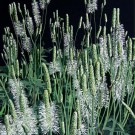 Jardins sauvages VII, de l'artiste Elyse Turbide, Acrylique sur toile, Dimension : 40 x 40 pouces de largeur