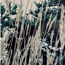 Jardins sauvages XCIII, de l'artiste Elyse Turbide, Acrylique sur toile, Dimension : 36 x 36 pouces de largeur