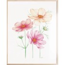 Affiche, -- Fleurs de cosmos --, de l'artiste Katrinn Pelletier, Illustration, aquarelle, crayons de couleur, ..., dimension : 16 x 12 de largeur