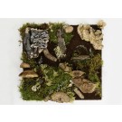 Fragment symbiotique, de l'artiste Raphaëlle Bitar, Sculpture, Plâtre, bois et végétaux divers, dimension : 11 x 11 x 3 pouces