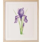 Affiche, -- Iris --, de l'artiste Katrinn Pelletier, Illustration, aquarelle, crayons de couleur, ..., dimension : 10 x 8 po de largeur