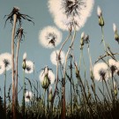 Jardins sauvages IX, de l'artiste Elyse Turbide, Acrylique sur toile, Dimension : 48 po x 48 po de largeur