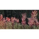 Jardins sauvages L, de l'artiste Elyse Turbide, Acrylique sur toile, Dimension : 30 x 60 pouces de largeur