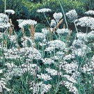 Jardins sauvages LIX, de l'artiste Elyse Turbide, Acrylique sur toile, Dimension : 40 x 40 pouces de largeur
