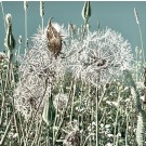 Jardins sauvages LXXVI, de l'artiste Elyse Turbide, Acrylique sur toile, Dimension : 36 x 36 pouces de largeur