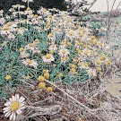 Jardins sauvages LXXXIV, de l'artiste Elyse Turbide, Acrylique sur toile, Dimension : 30 x 30 pouces de largeur