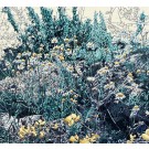Jardins sauvages LXXXVI, de l'artiste Elyse Turbide, Acrylique sur toile, Dimension : 36 x 40 pouces de largeur