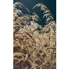 Jardins sauvages LXXXVII, de l'artiste Elyse Turbide, Acrylique sur toile, Dimension : 48 x 30 pouces de largeur