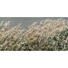 Jardins sauvages LXXXVIX, de l'artiste Elyse Turbide, Acrylique sur toile, Dimension : 18 x 36 pouces de largeur