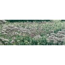 Jardins sauvages XCII, de l'artiste Elyse Turbide, Acrylique sur toile, Dimension : 24 x 60 pouces de largeur