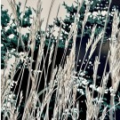Jardins sauvages XCIII, de l'artiste Elyse Turbide, Acrylique sur toile, Dimension : 36 x 36 pouces de largeur