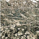 Jardins sauvages XLIV, de l'artiste Elyse Turbide, Acrylique sur toile, Dimension : 36 x 36 po de largeur