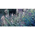 Jardins sauvages LXXXVIII, de l'artiste Elyse Turbide, Acrylique sur toile, Dimension : 24 x 48 pouces de largeur